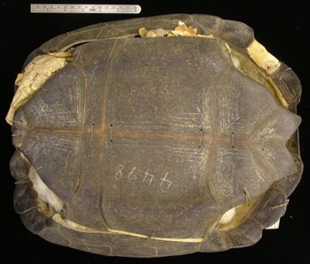 Media type: image; Herpetology R-4478